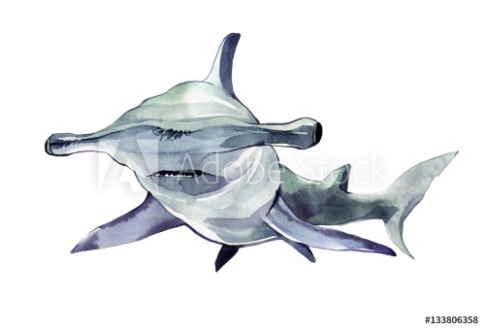 Picture of Watercolor hammerhead shark Illustration isolated on white background For design prints background t-shirt